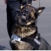 Police Patrol Harness Police Patrol Harness